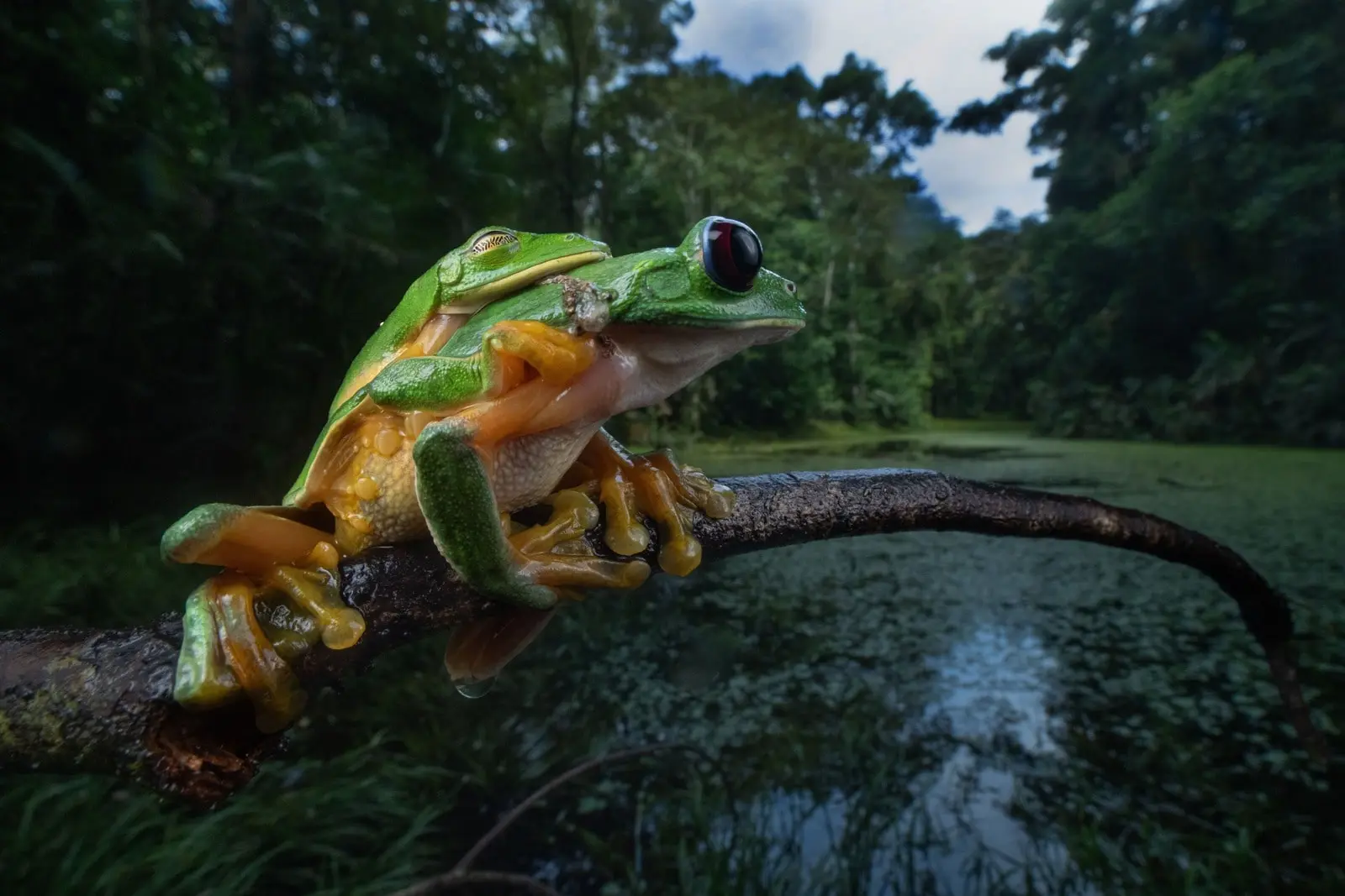 Sierpe Frogs Background